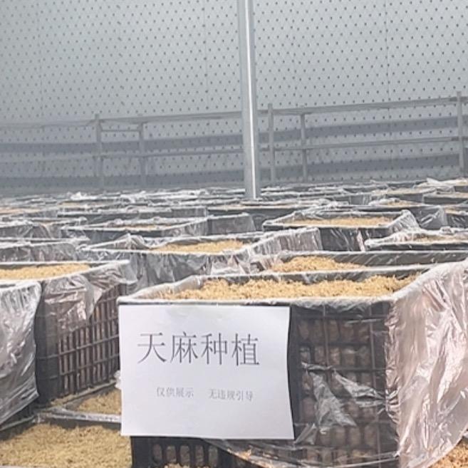 鑫之源天麻