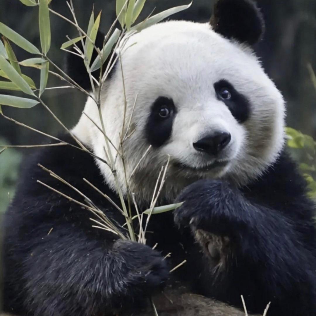 渝宝加悦悦等你来
