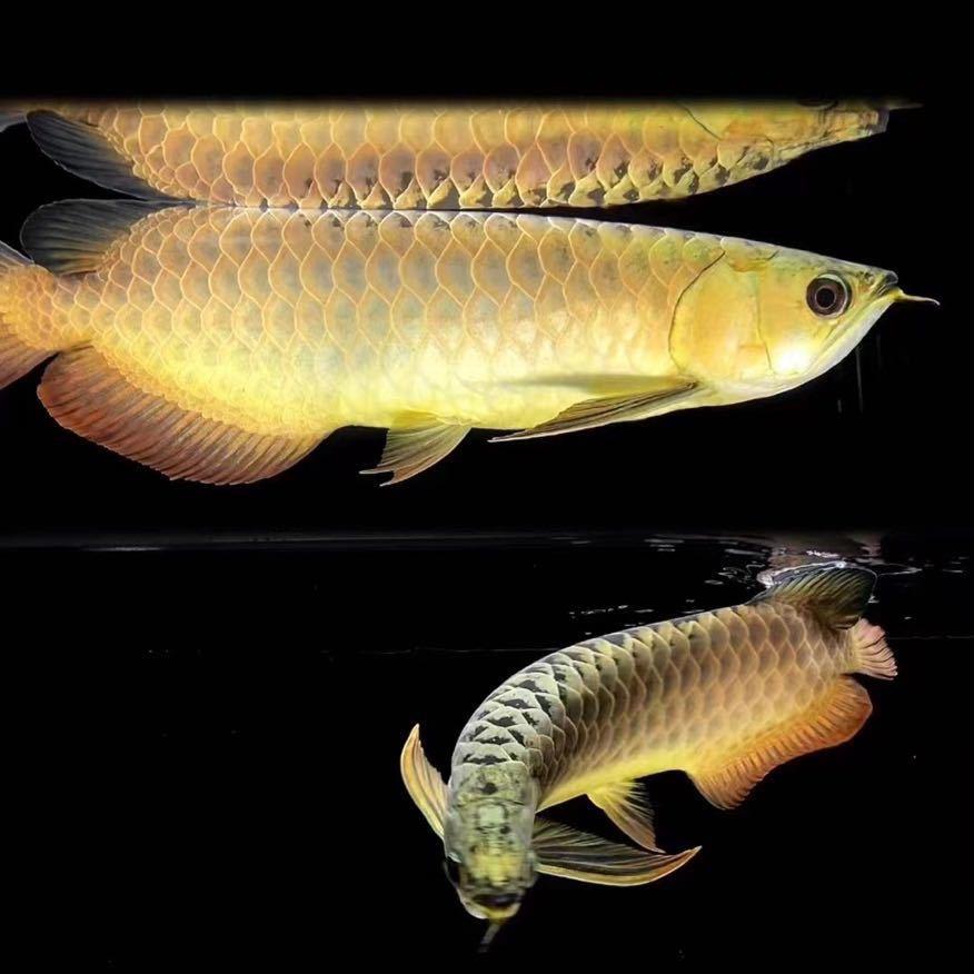 长洋龙鱼水族贸易