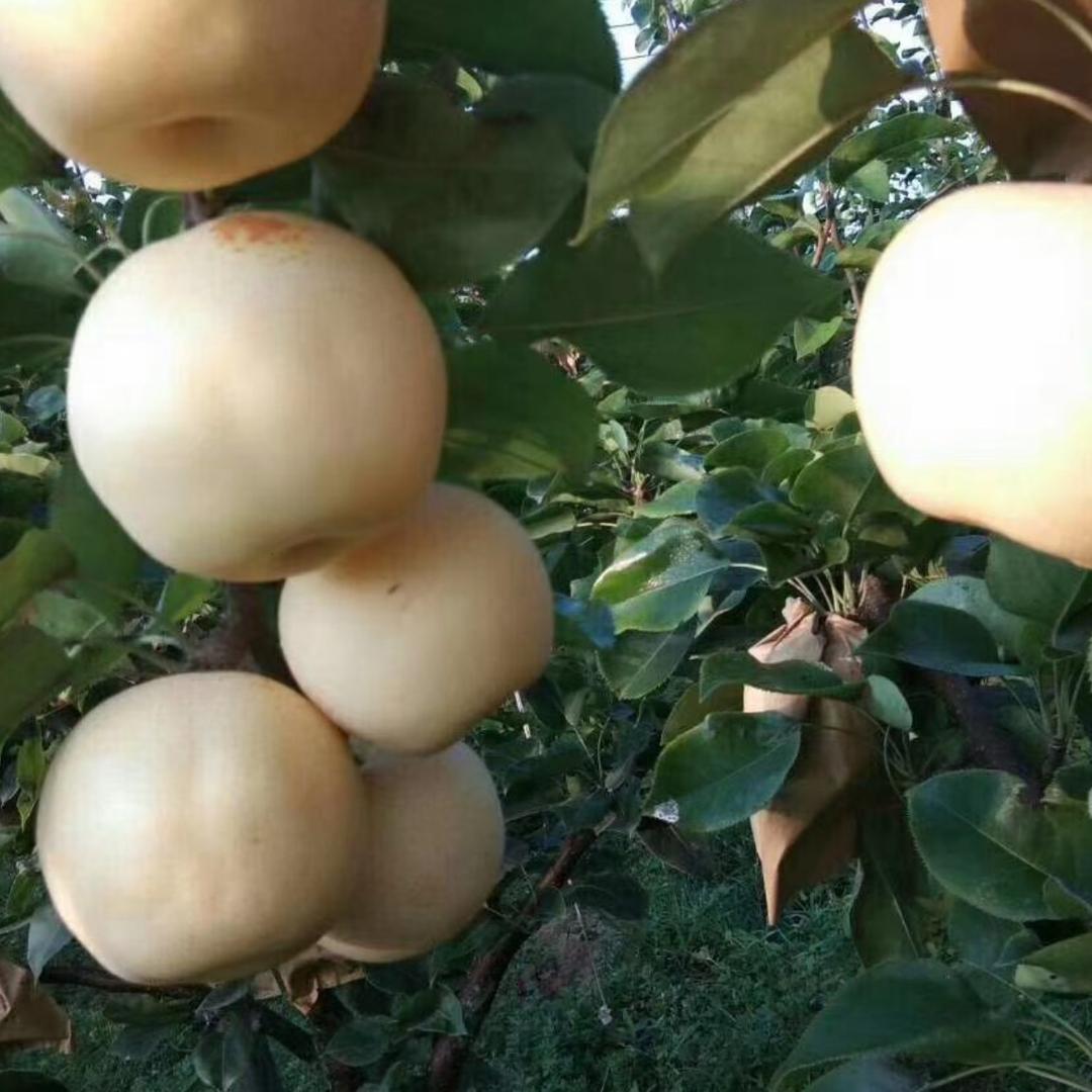 贡香黄金梨   董姐
