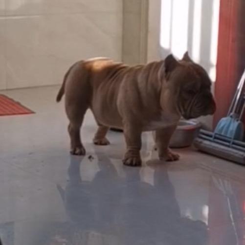 蓝月亮恶霸犬，袁睿