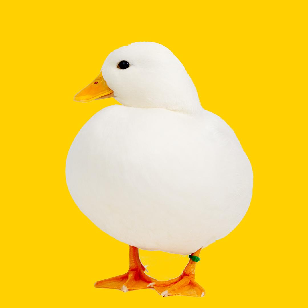 中益甄稀柯尔鸭养殖场