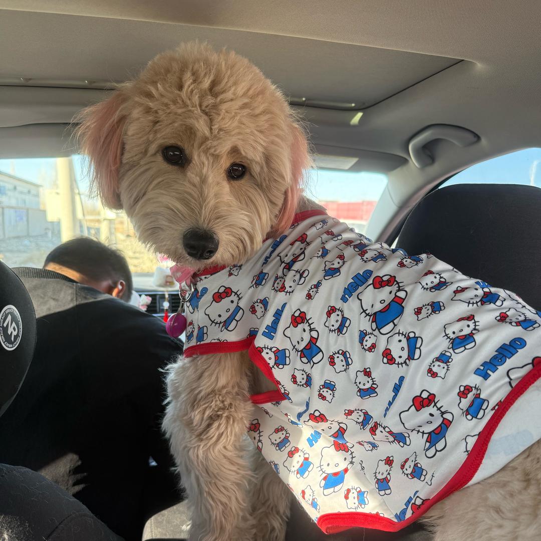 六一是只狗.🐶