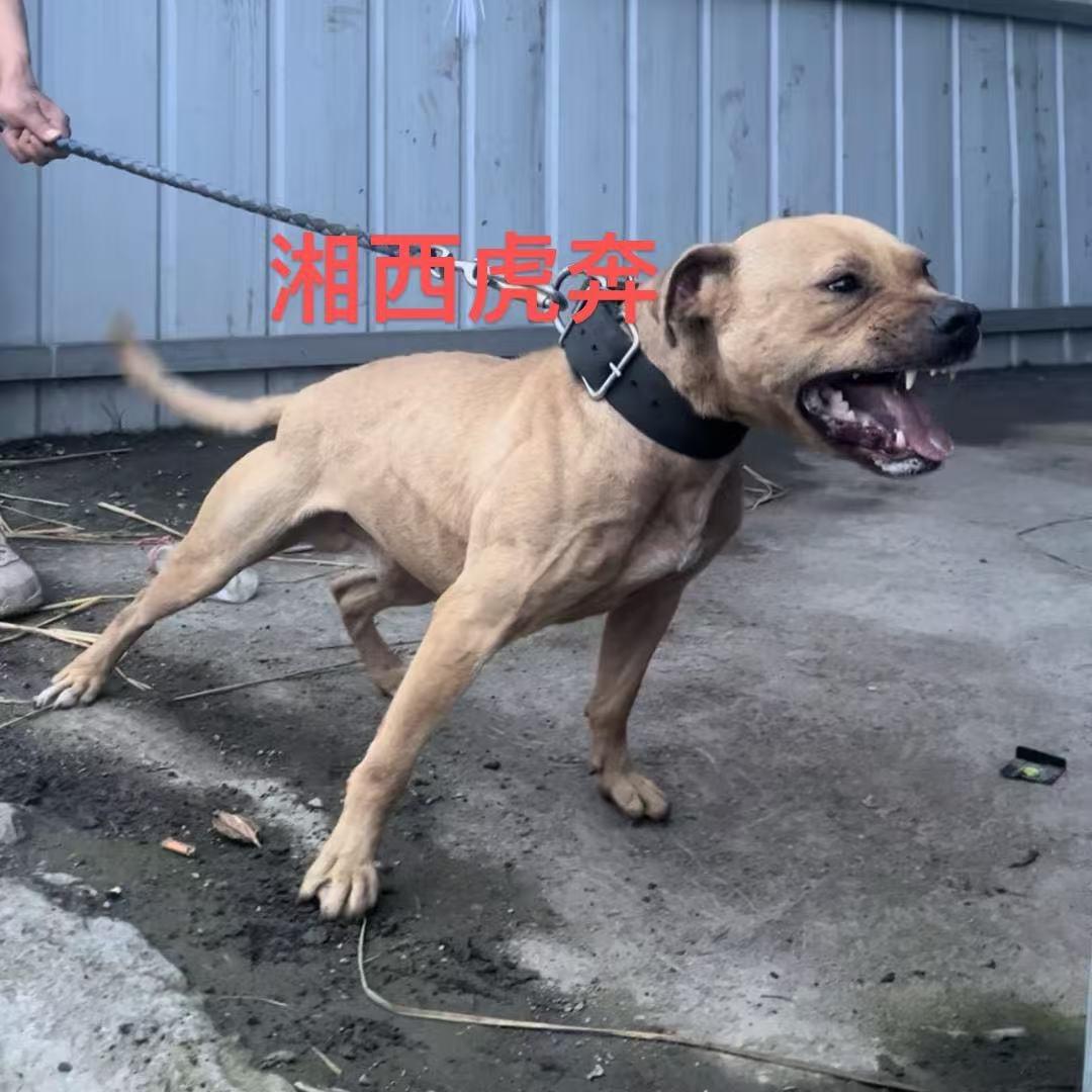 湘西虎贲比特犬-