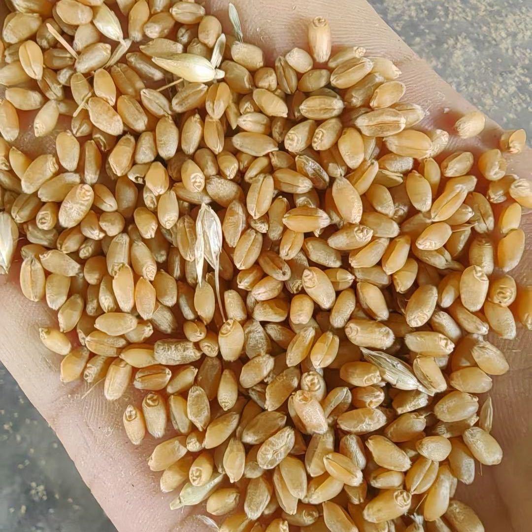 万匹小徐粮食收购