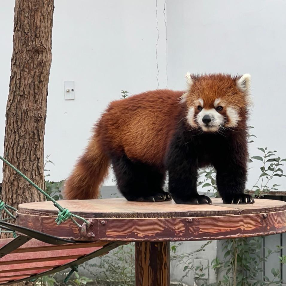 铂金灰