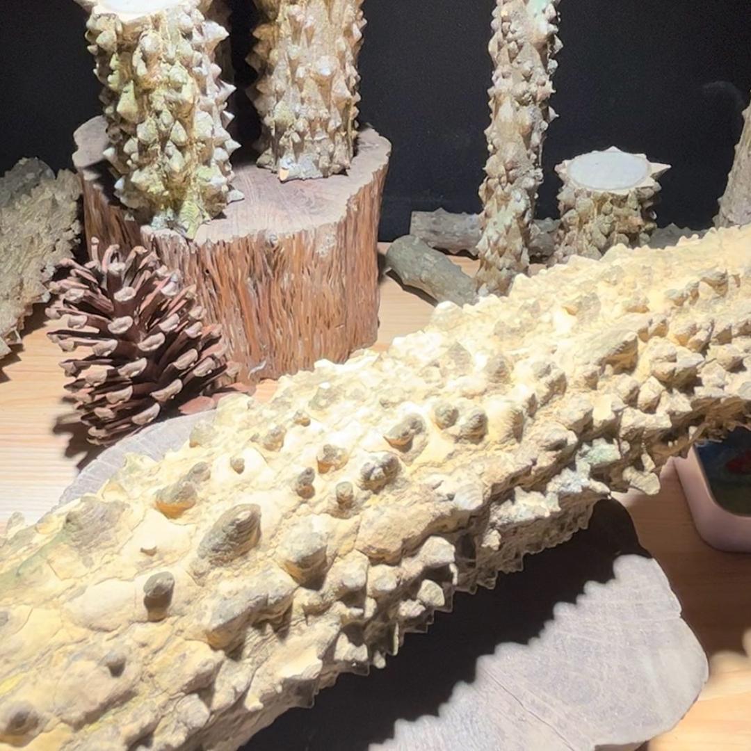 铁笔舞者降龙木花椒木文玩