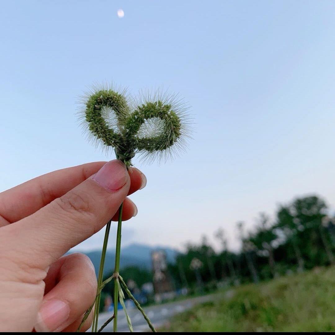 🌿米兰的小铁匠🪸