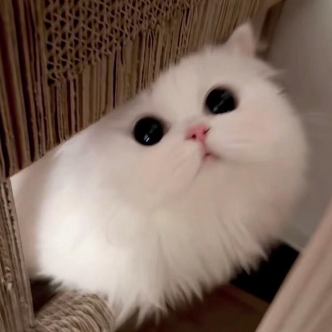 fzh