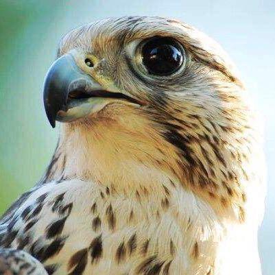 我是钉子 我怕锤子