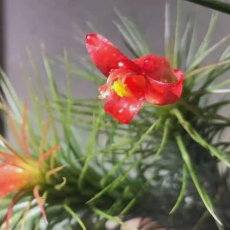 素心向暖