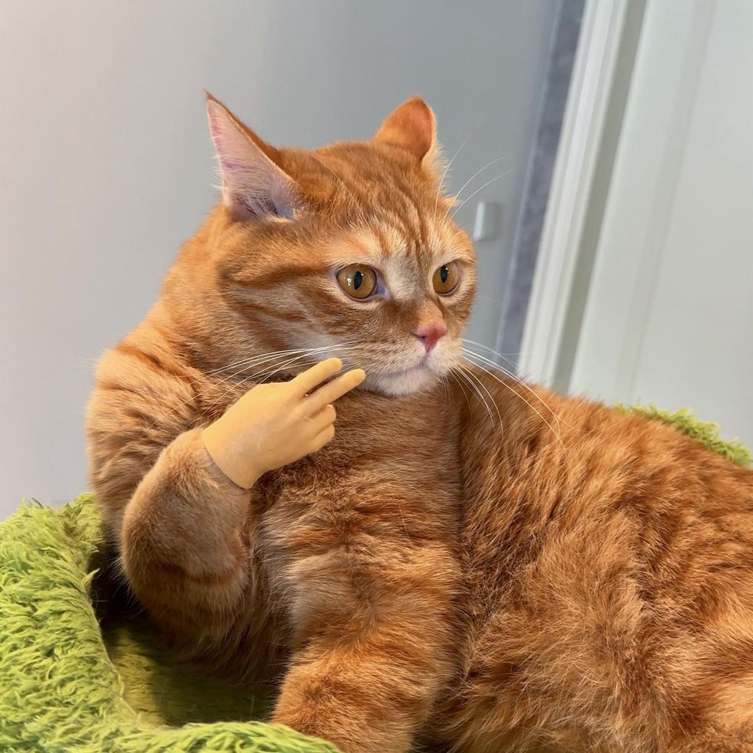 调皮的猫猫虫