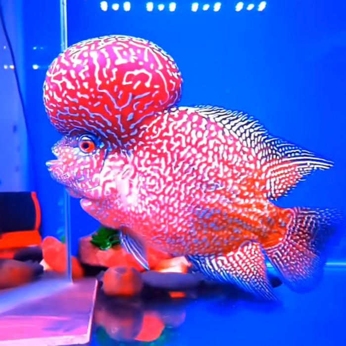 斌哥