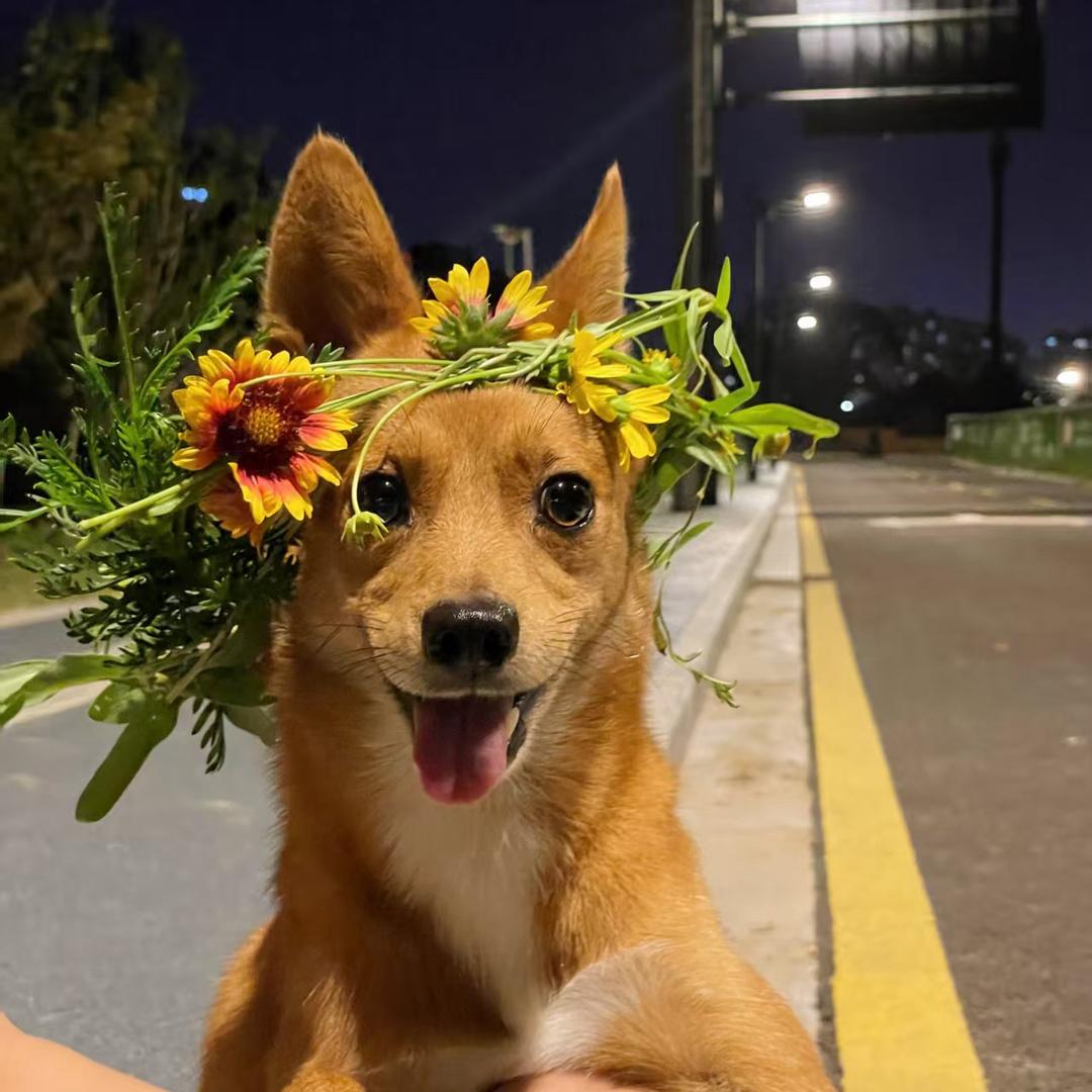 南京千元寻找黄色立耳小土狗