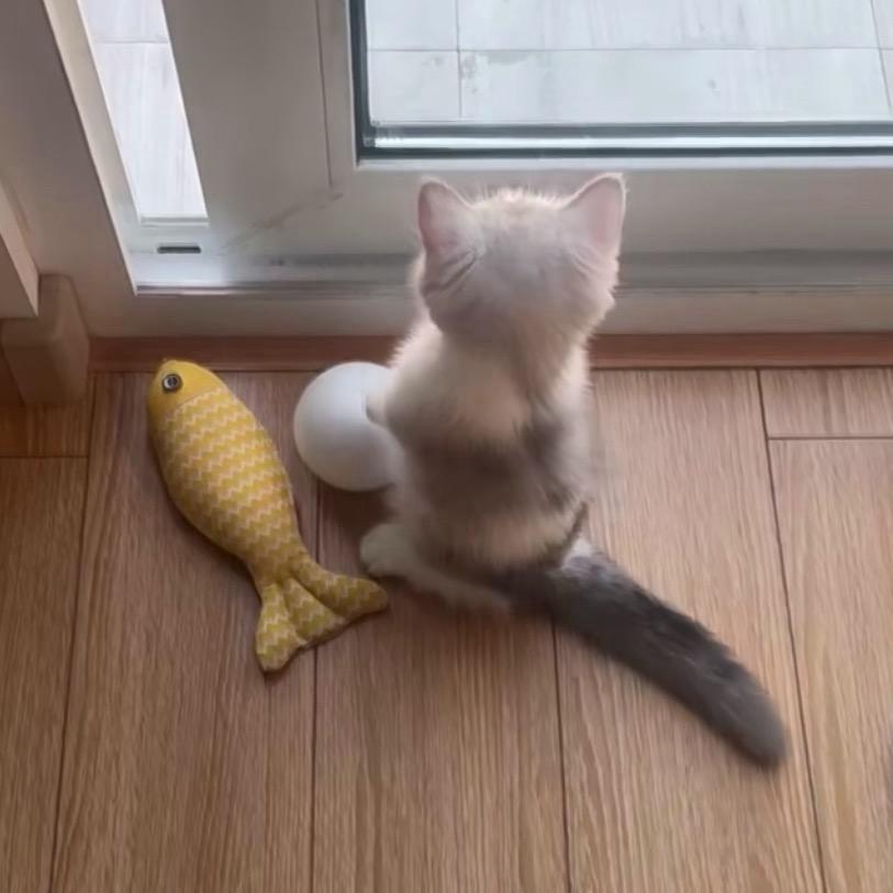 蛋