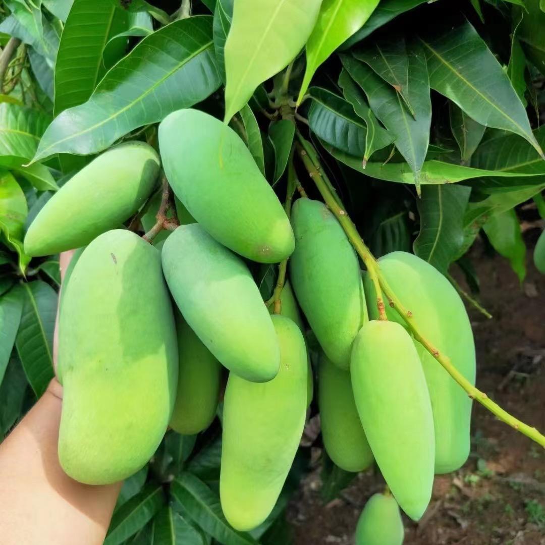 爱吃芒果的桃子