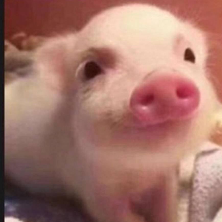 我要蹲蹲🐷