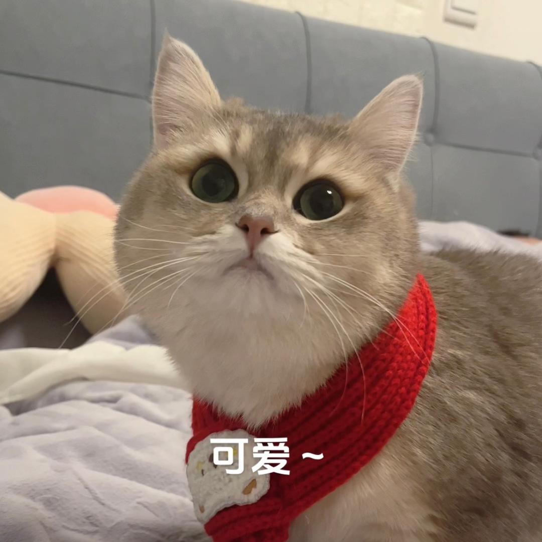 糯米是只喵🐱