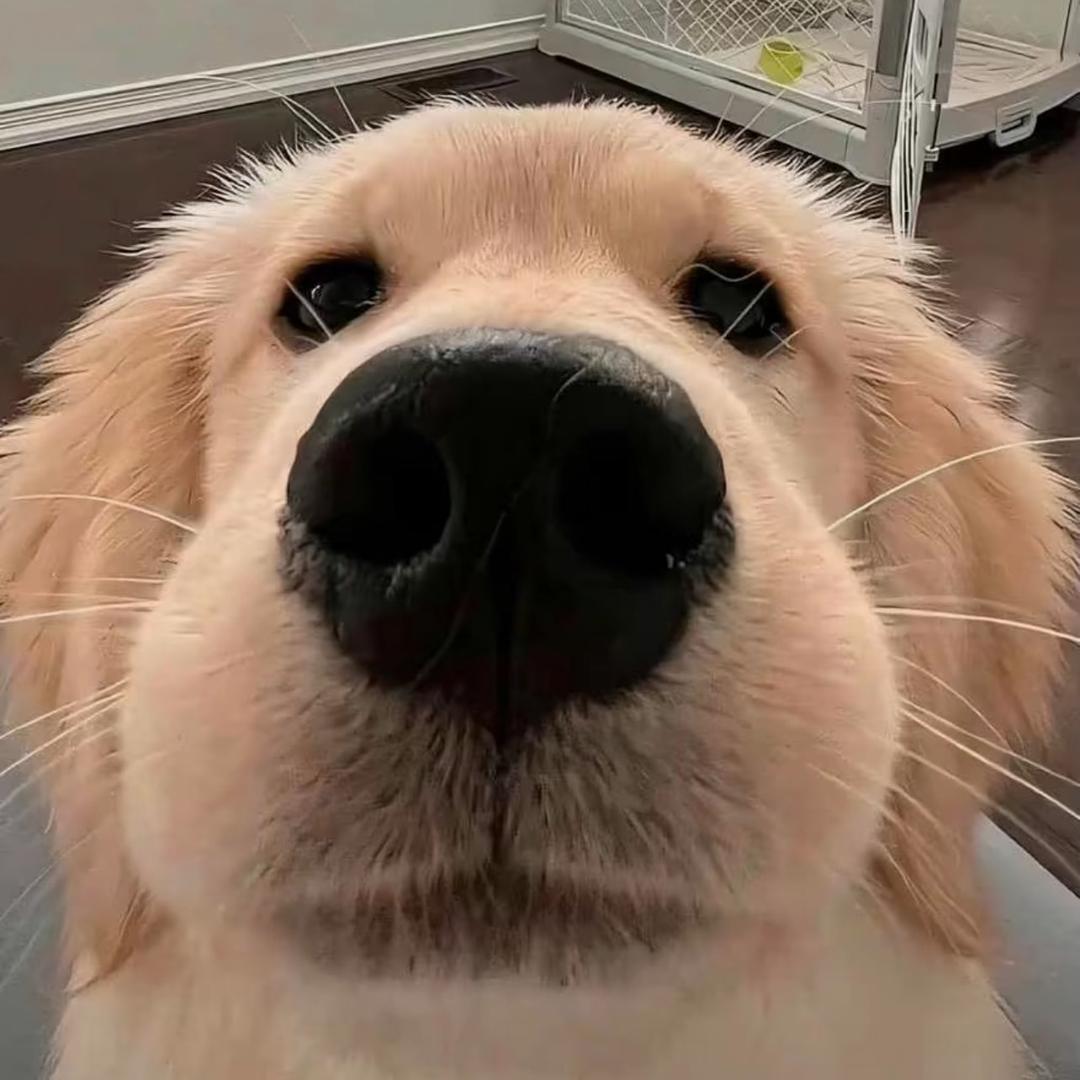 萌宠臻选