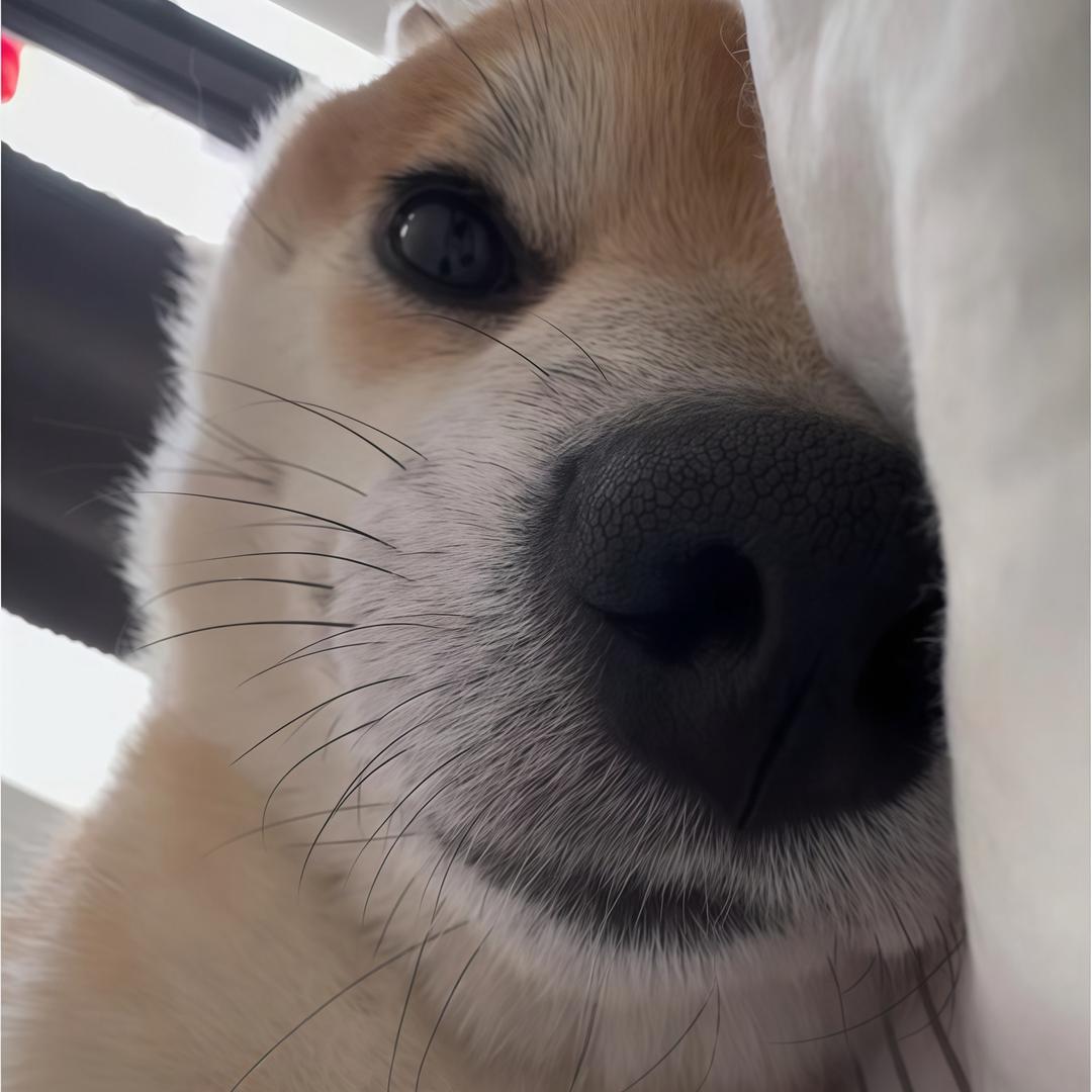 套狗的