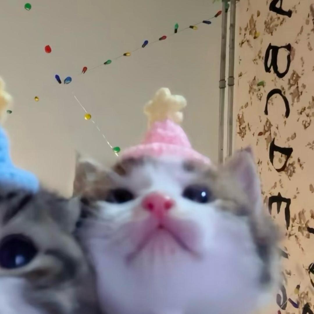 呆呆