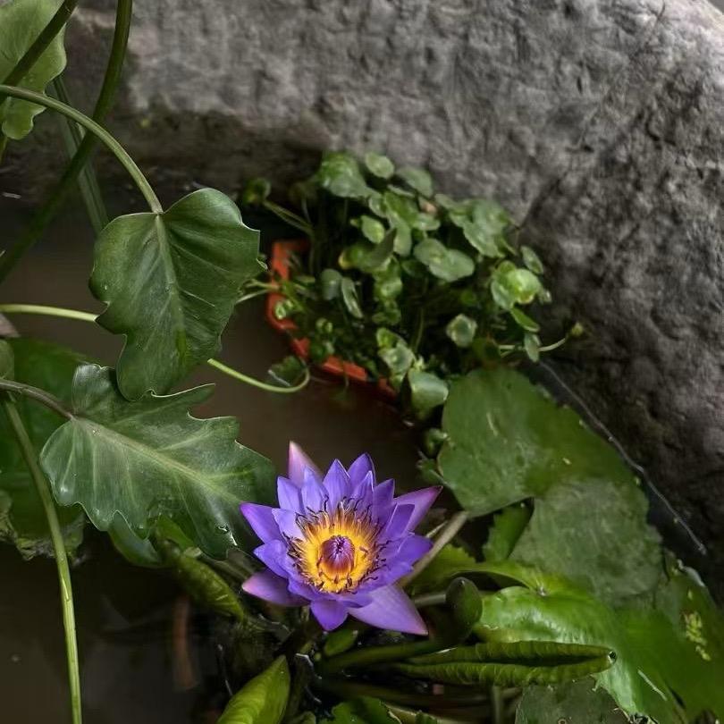 拢龙繁花