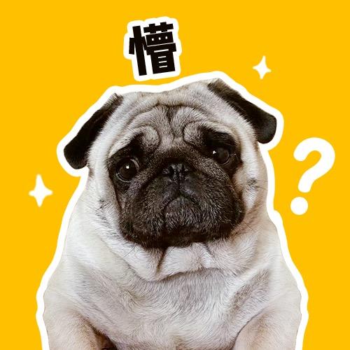 来懵是只小巴哥