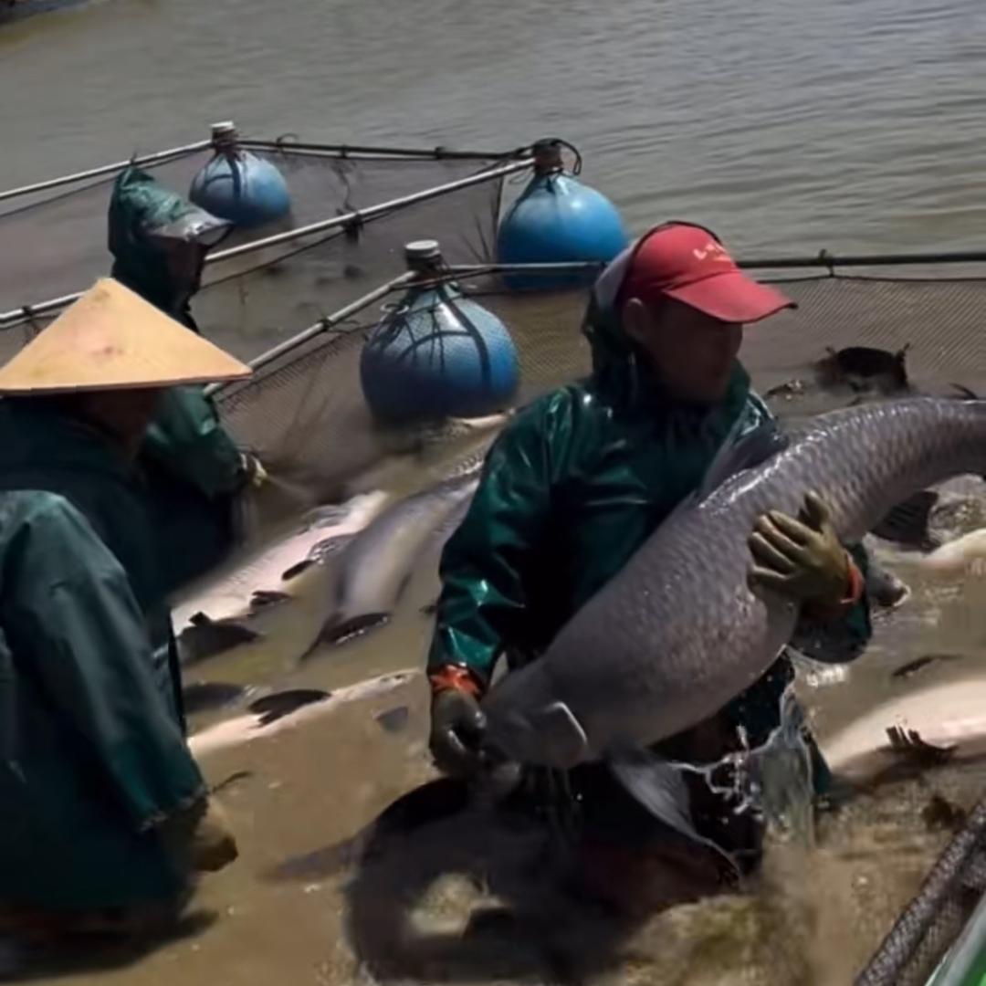 卖🐟的小张