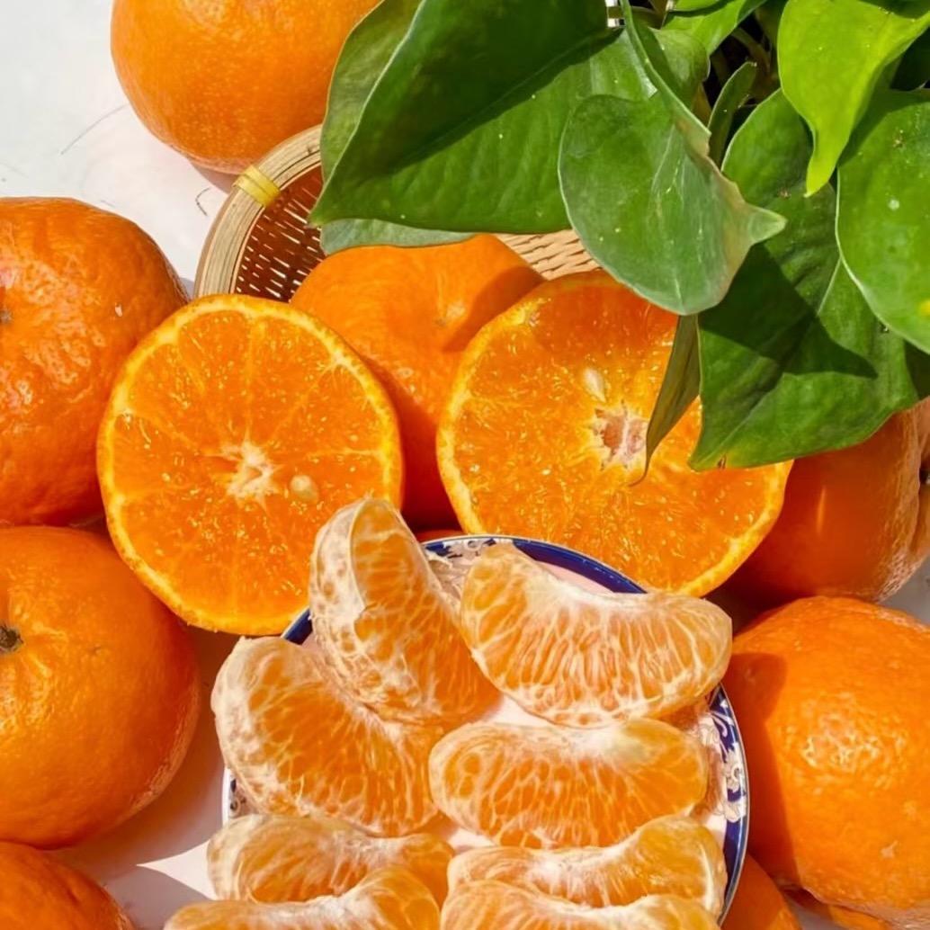 云南高原沃柑来了