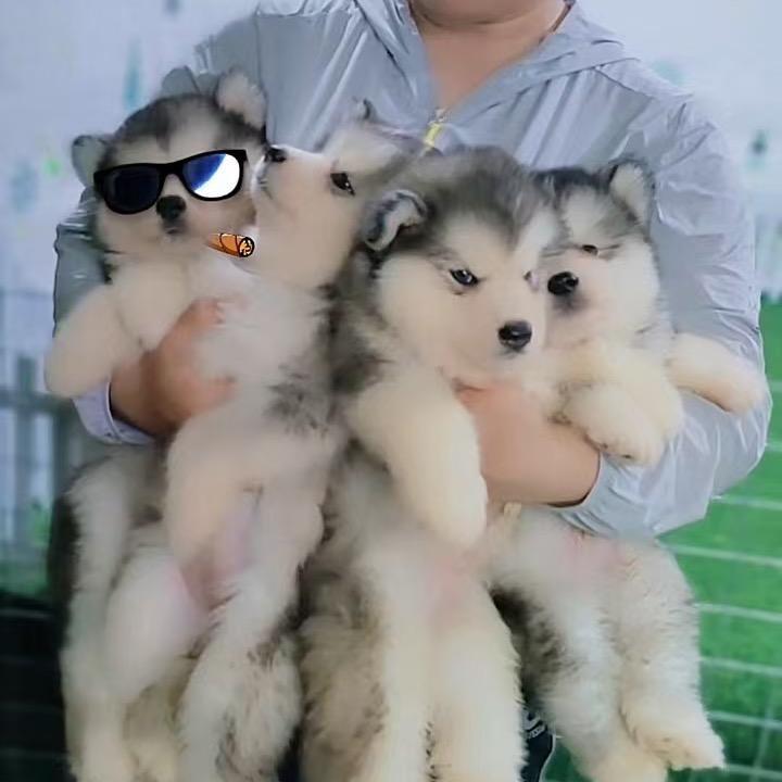 阿拉斯加的日常