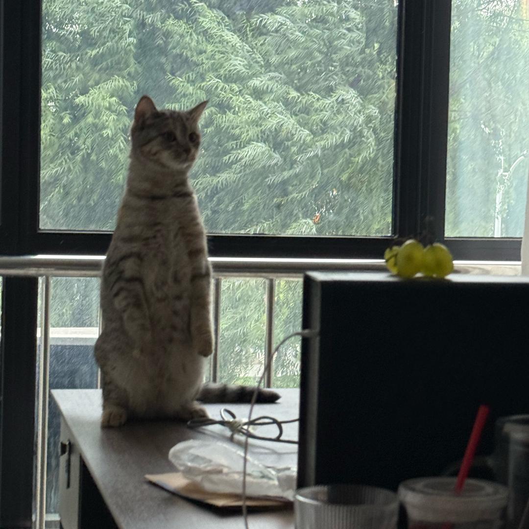 江邶