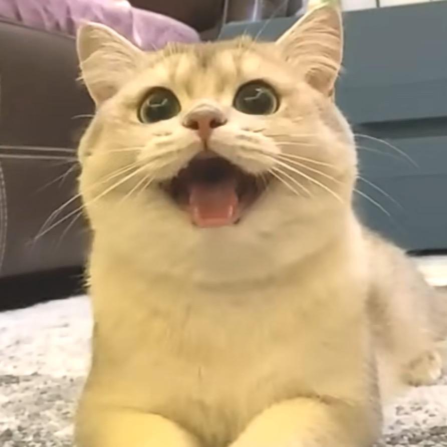 赝爱