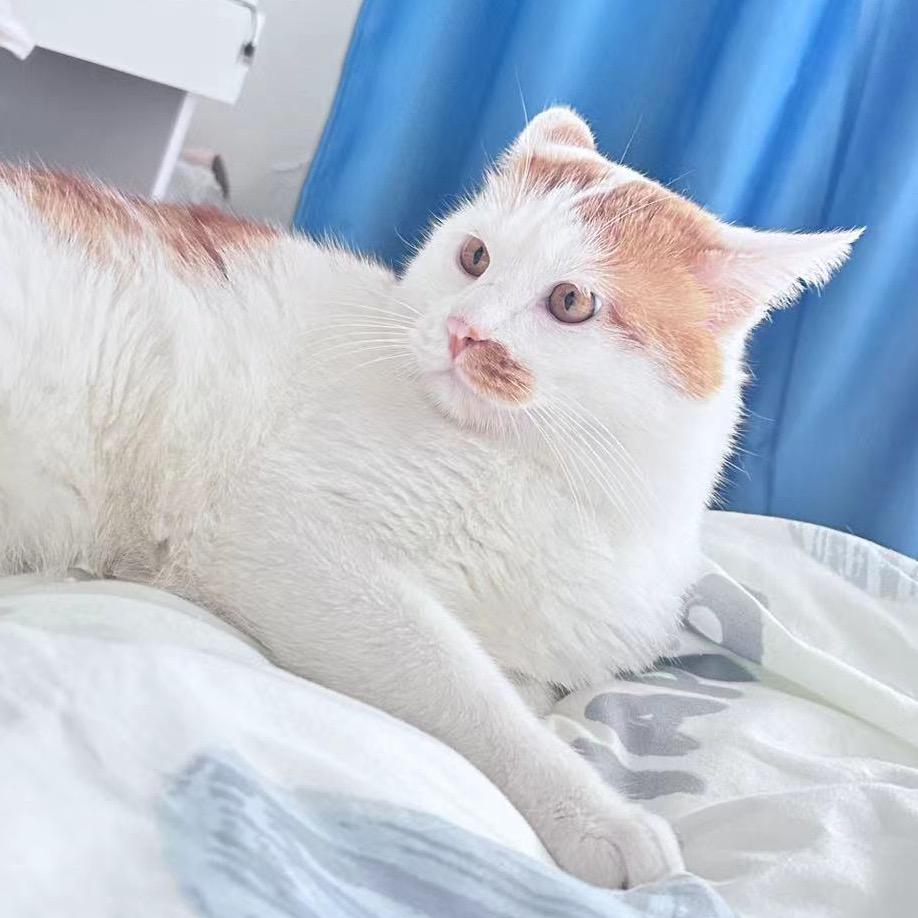 猫仔