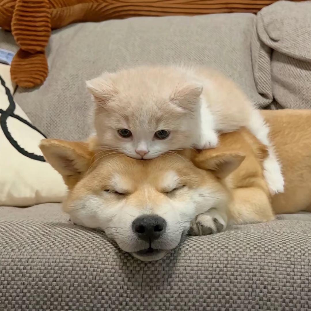 于素秋