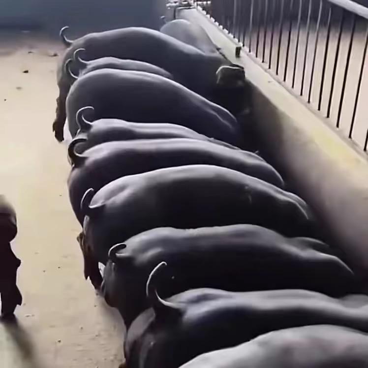 沂蒙种猪场