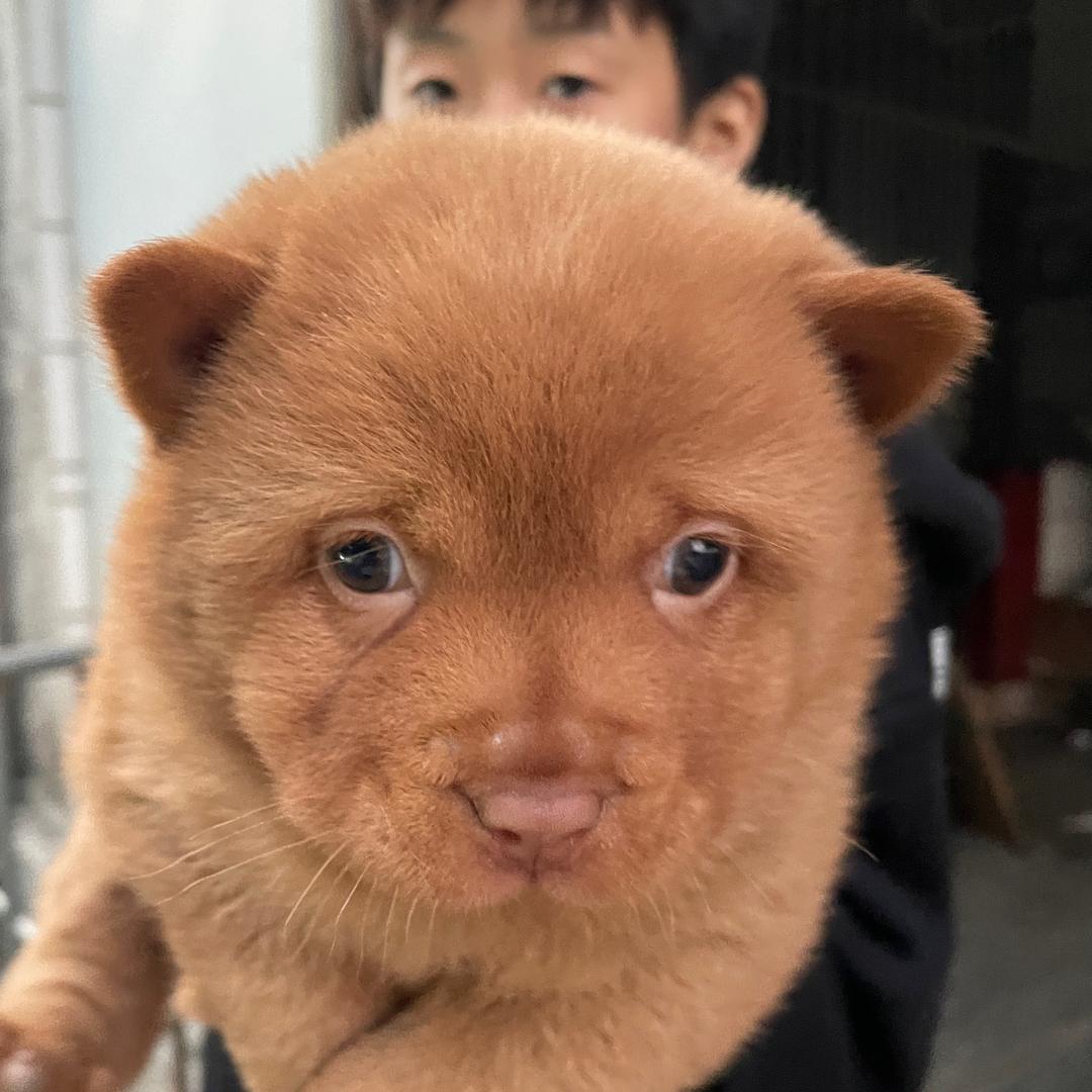 五臻犬舍