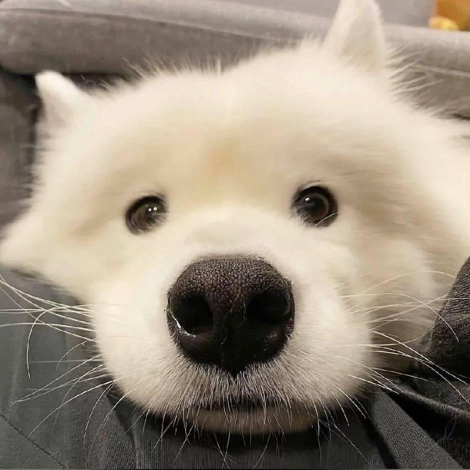 甘愿