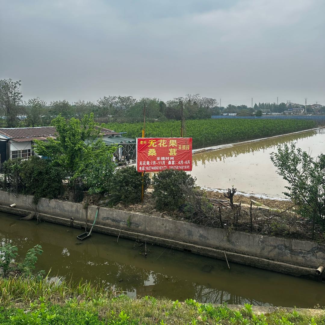 老叶无花果桑葚采摘园