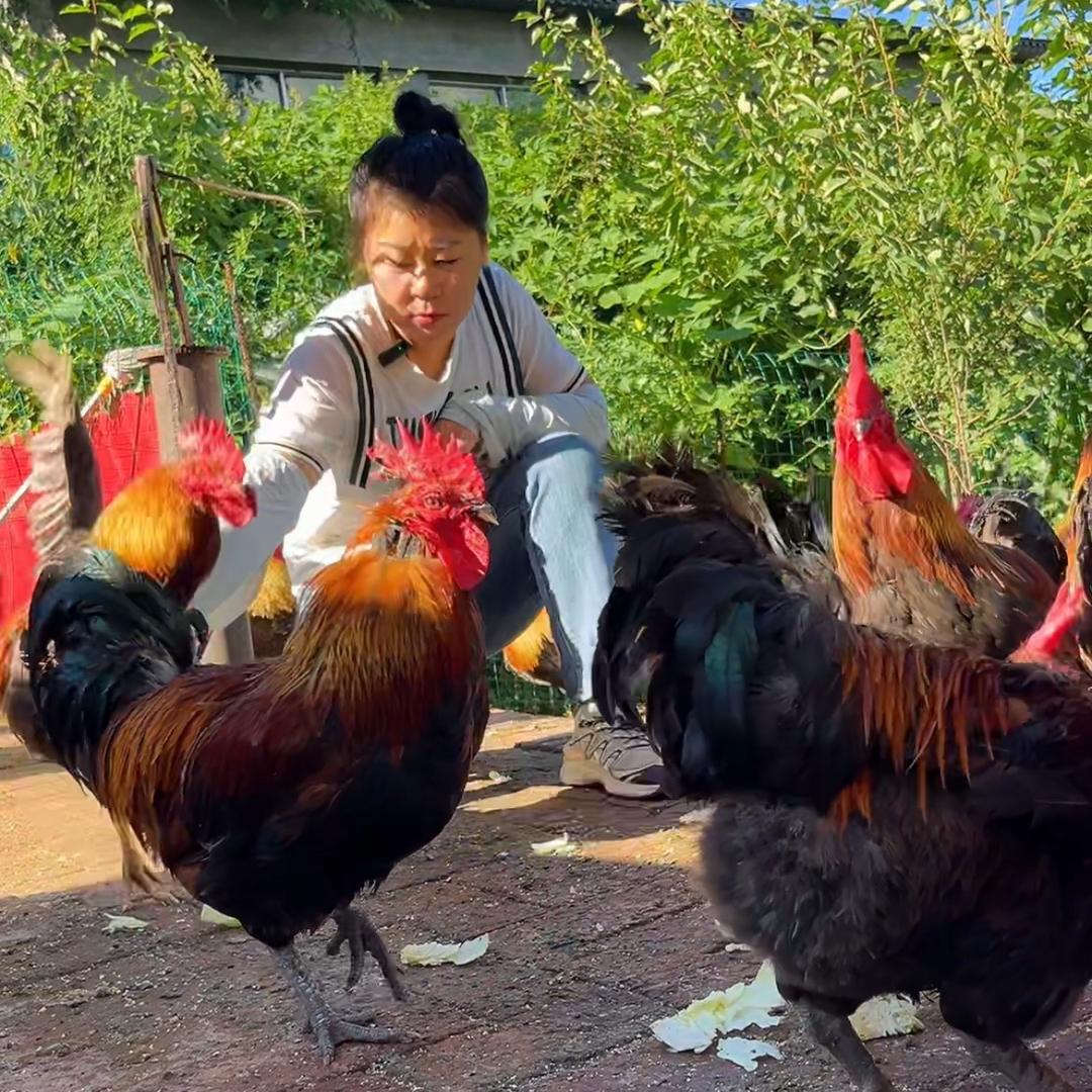 小笨鸡大笨鹅-大明子