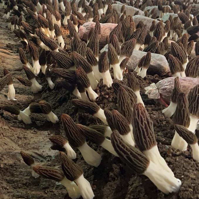 羊肚菌产地批发