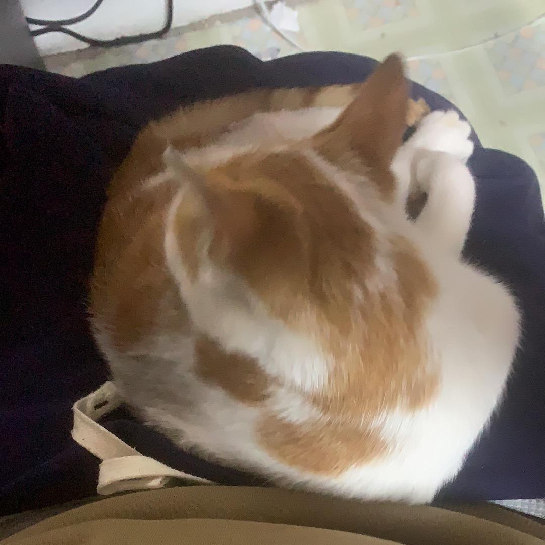 开车的胖子