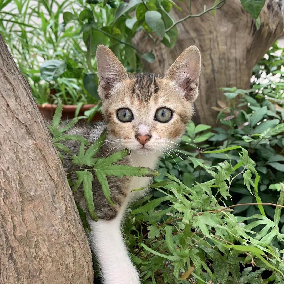 细兒的猫咪