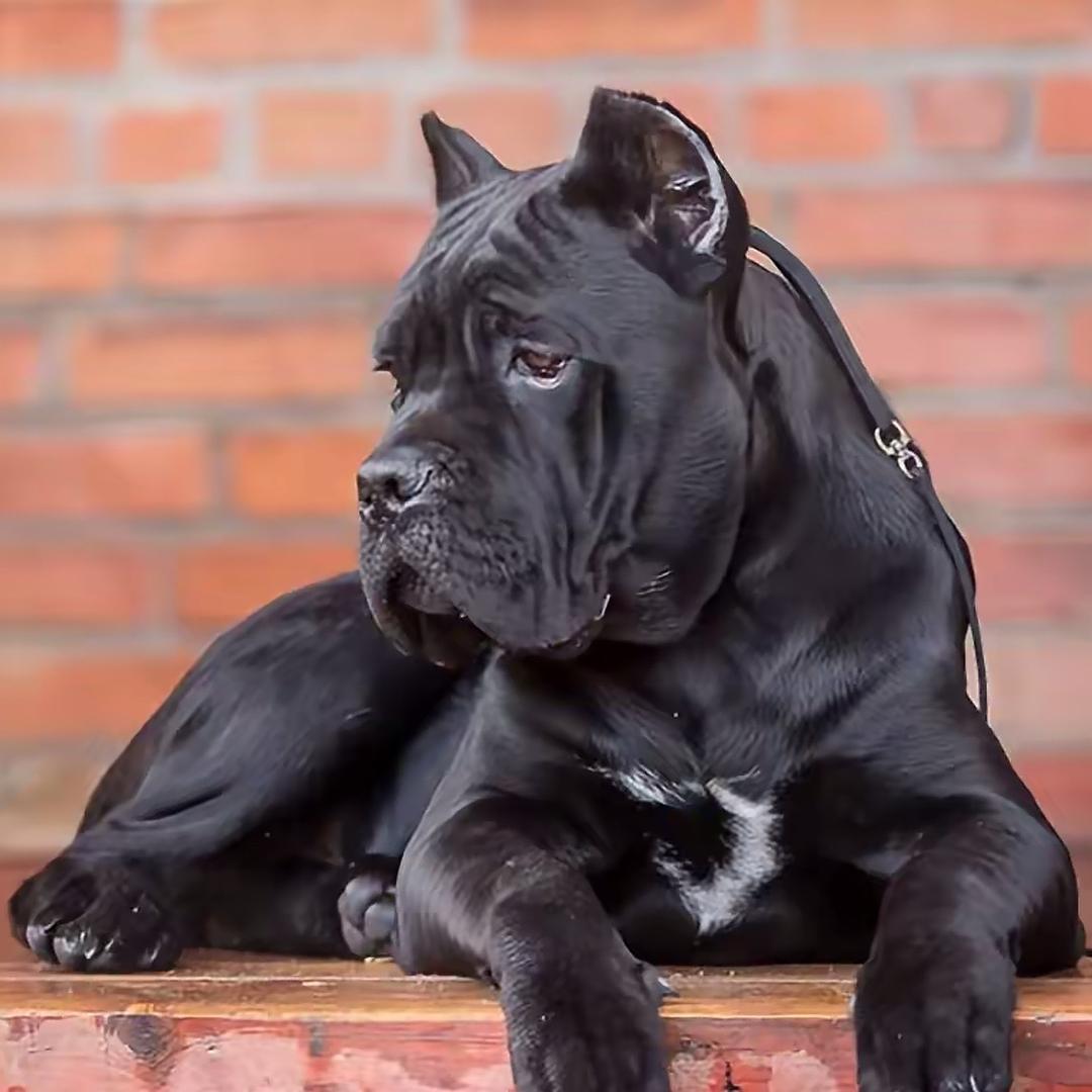 锦州盛繁犬业