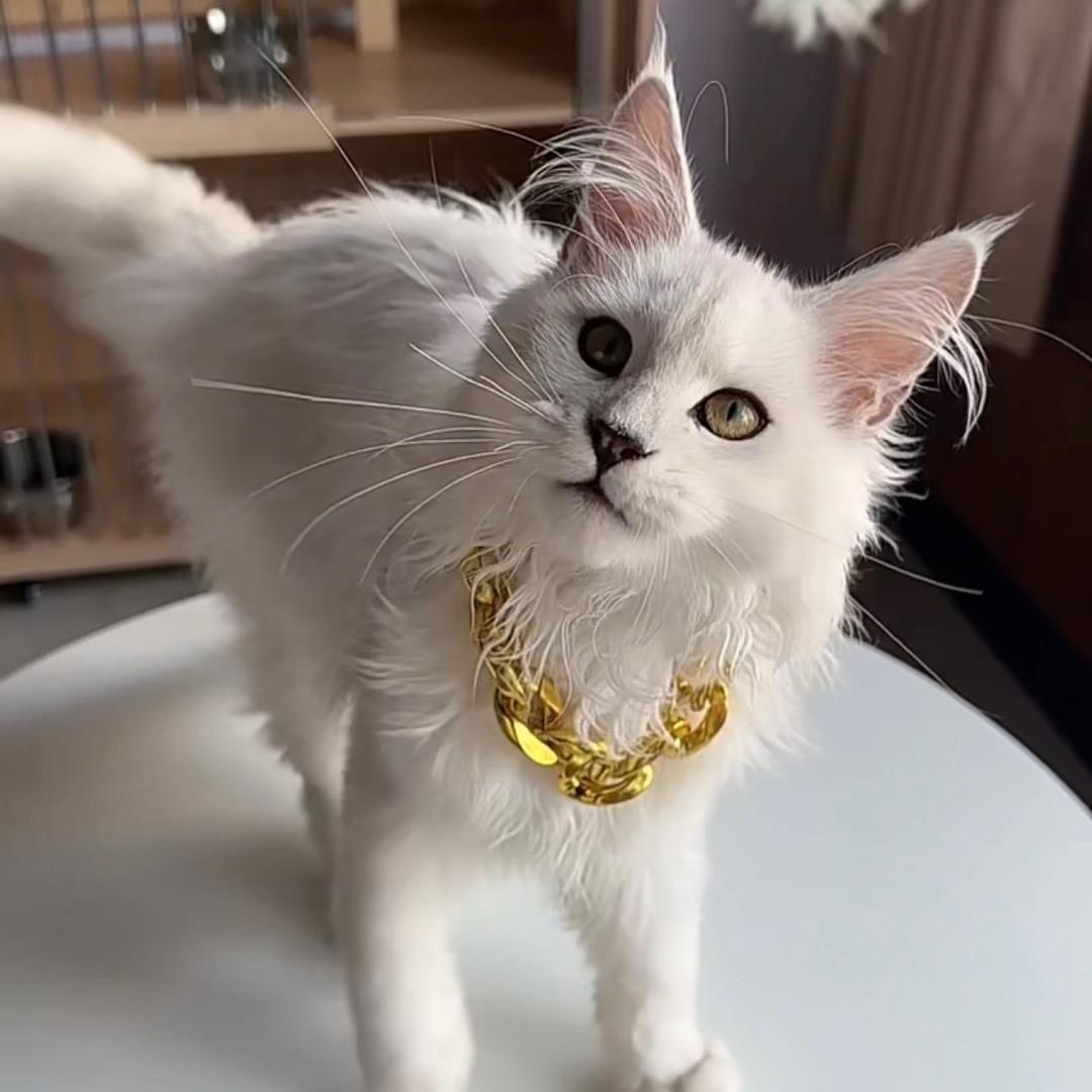 灵犀缅因猫