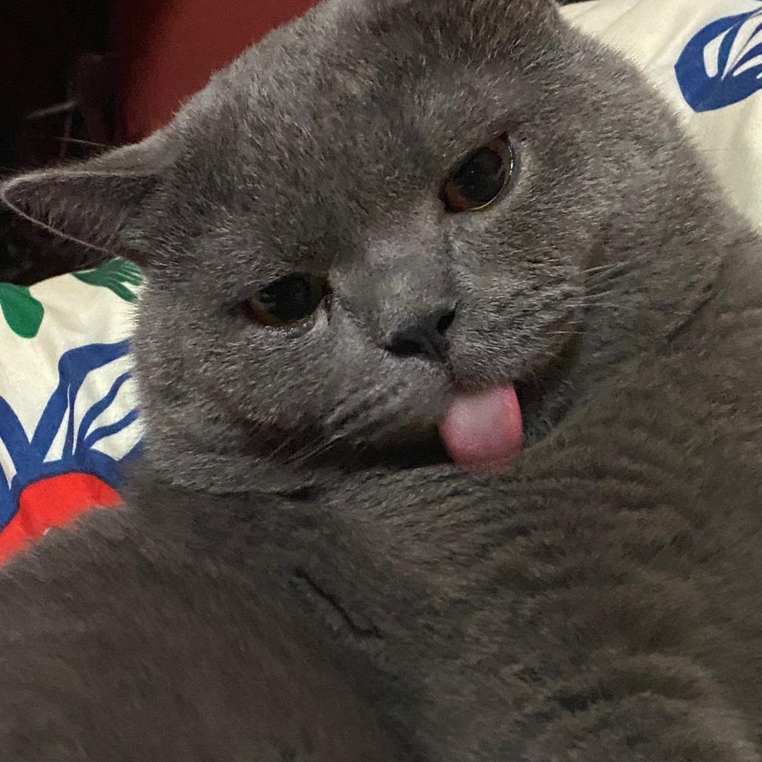 李发财是只猫