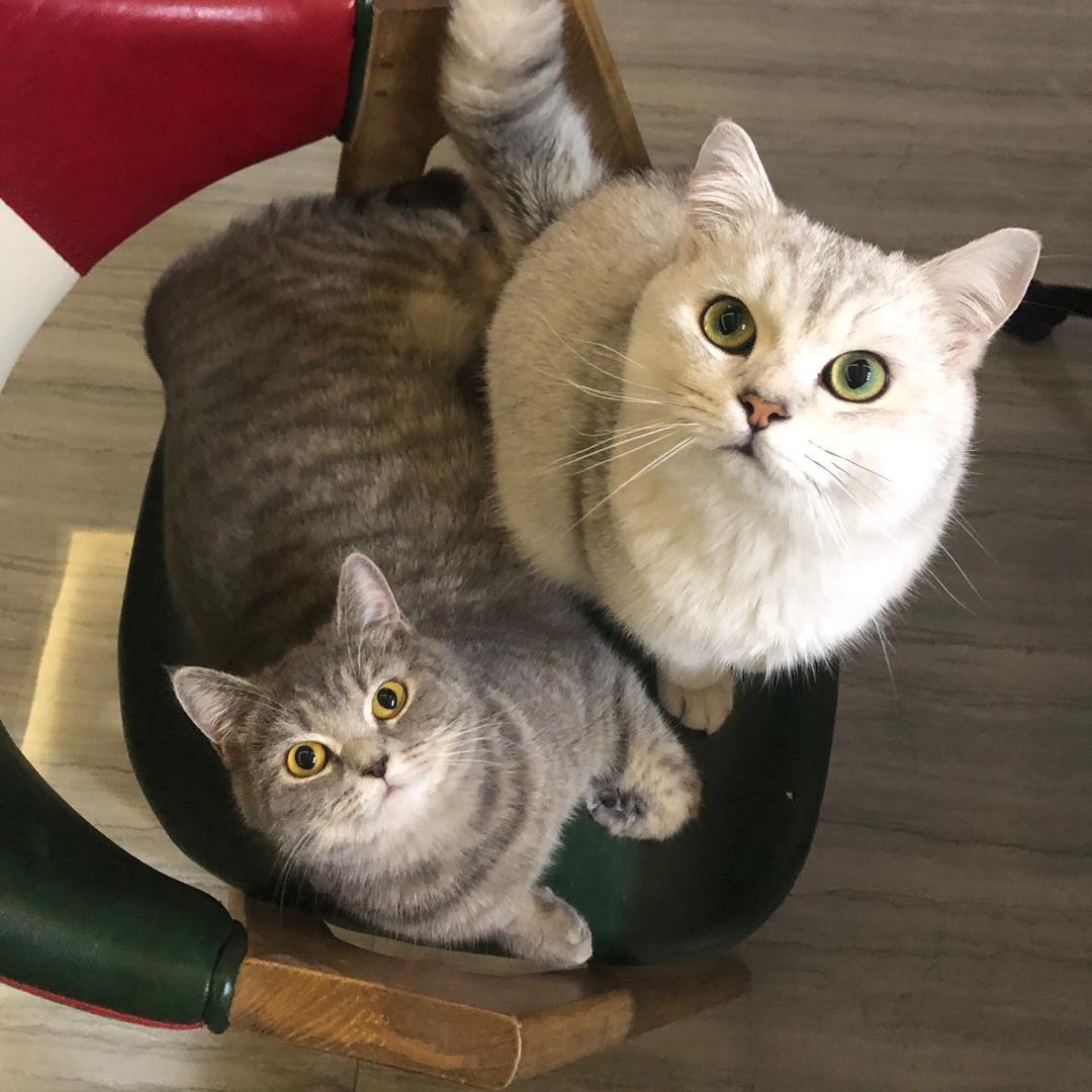满级猫奴补习班