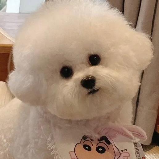 萌宠小比熊
