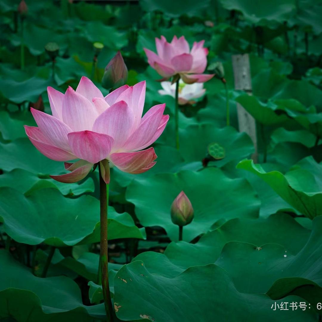 宗花🙏🏻顺遂