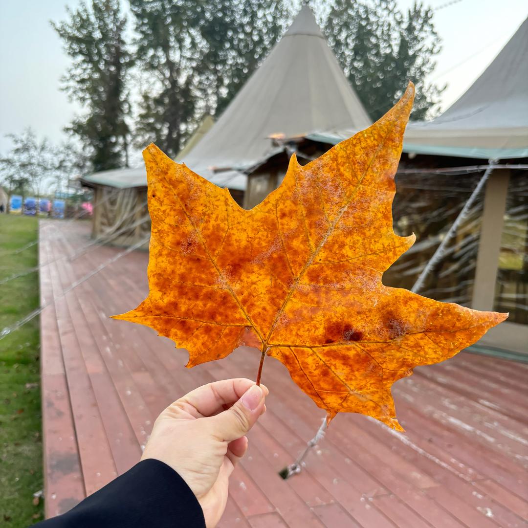 一叶子🍃（好物推荐官）