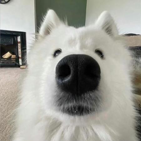 贝贝